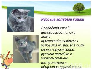 Русские голубые кошки Благодаря своей независимости, они легко приспосабливаются