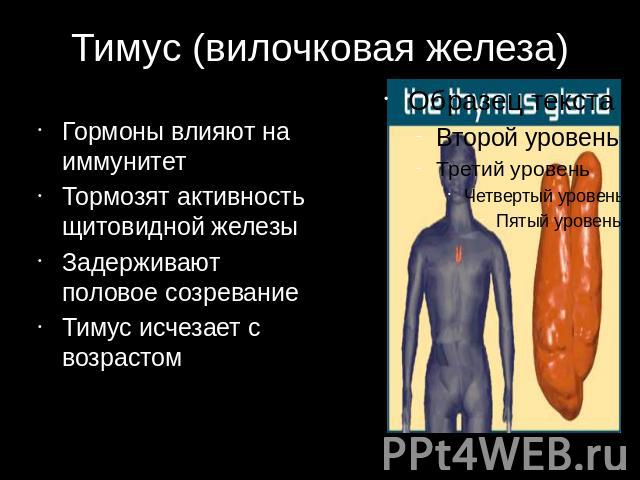 Тимус (вилочковая железа) Гормоны влияют на иммунитет Тормозят активность щитовидной железы Задерживают половое созревание Тимус исчезает с возрастом