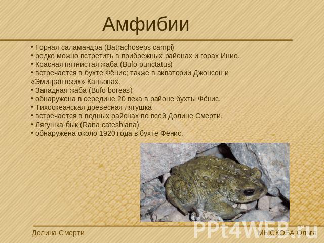 Амфибии Горная саламандра (Batrachoseps campi) редко можно встретить в прибрежных районах и горах Инио. Красная пятнистая жаба (Bufo punctatus) встречается в бухте Фёнис; также в акватории Джонсон и «Эмигрантских» Каньонах. Западная жаба (Bufo borea…
