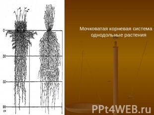 Мочковатая корневая система – однодольные растения