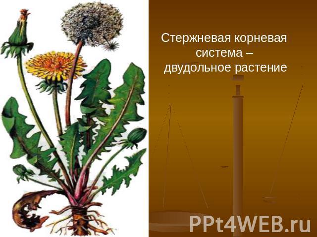 Стержневая корневая система – двудольное растение