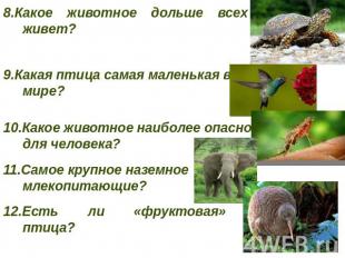 8.Какое животное дольше всех живет? 9.Какая птица самая маленькая в мире? 10.Как
