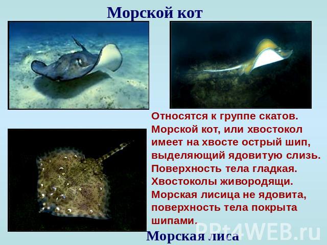 Морской кот Относятся к группе скатов. Морской кот, или хвостокол имеет на хвосте острый шип, выделяющий ядовитую слизь. Поверхность тела гладкая. Хвостоколы живородящи. Морская лисица не ядовита, поверхность тела покрыта шипами. Морская лиса