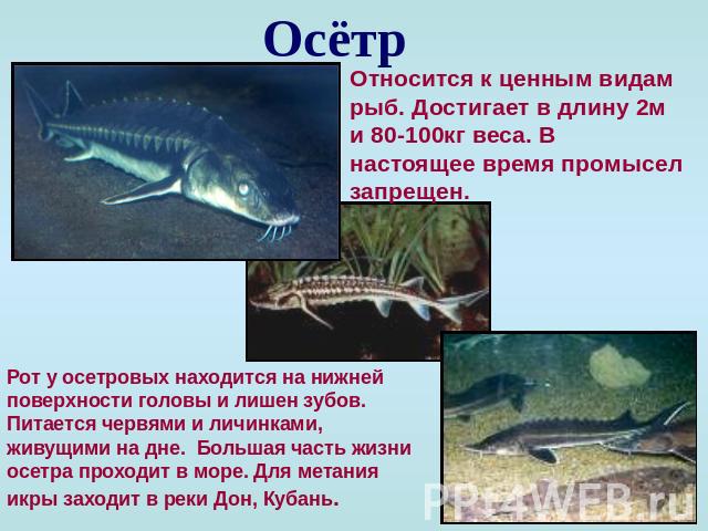 Осётр Относится к ценным видам рыб. Достигает в длину 2м и 80-100кг веса. В настоящее время промысел запрещен. Рот у осетровых находится на нижней поверхности головы и лишен зубов. Питается червями и личинками, живущими на дне. Большая часть жизни о…