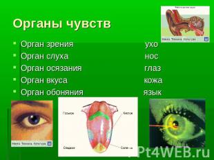 Орган зрения ухо Орган зрения ухо Орган слуха нос Орган осязания глаз Орган вкус