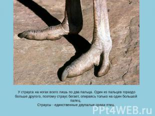 У страуса на ногах всего лишь по два пальца. Один из пальцев гораздо больше друг