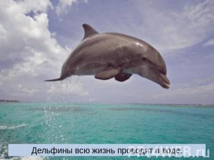 Дельфины всю жизнь проводят в воде.