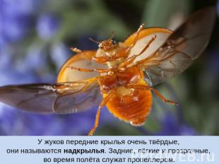 У жуков передние крылья очень твёрдые, они называются надкрылья. Задние, лёгкие