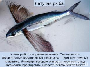 Летучая рыба У этих рыбок говорящее название. Они являются обладателями великоле