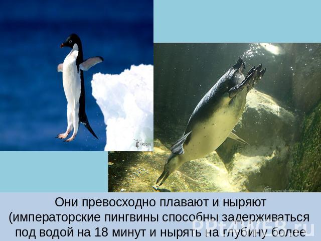 Они превосходно плавают и ныряют (императорские пингвины способны задерживаться под водой на 18 минут и нырять на глубину более 500 м).