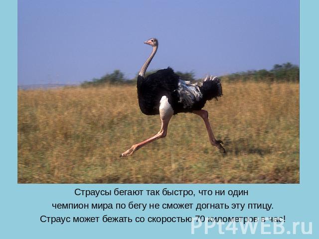 Страусы бегают так быстро, что ни один чемпион мира по бегу не сможет догнать эту птицу. Страус может бежать со скоростью 70 километров в час! 