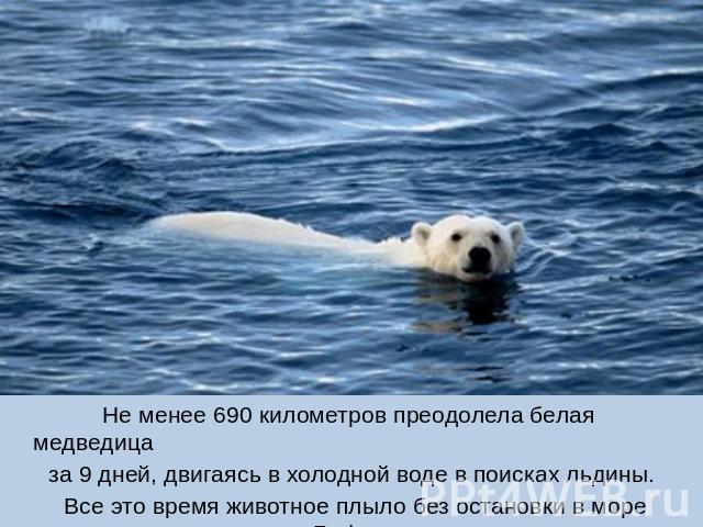 Не менее 690 километров преодолела белая медведица за 9 дней, двигаясь в холодной воде в поисках льдины. Все это время животное плыло без остановки в море Бофорта.