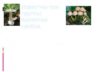 Известны три группы ядовитых грибов. Первая — весенние строчки, в которых содерж