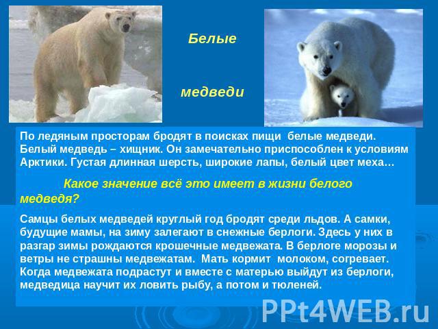 По ледяным просторам бродят в поисках пищи белые медведи. Белый медведь – хищник. Он замечательно приспособлен к условиям Арктики. Густая длинная шерсть, широкие лапы, белый цвет меха… Какое значение всё это имеет в жизни белого медведя? Самцы белых…