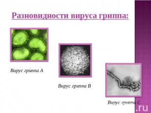 Разновидности вируса гриппа: