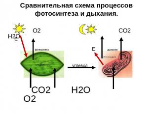 Сравнительная схема процессов фотосинтеза и дыхания. O2 CO2 H2O фотосинтез Е дых