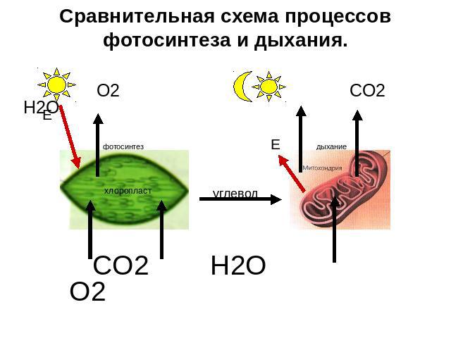 Сравнительная схема процессов фотосинтеза и дыхания. O2 CO2 H2O фотосинтез Е дыхание углевод CO2 H2O O2