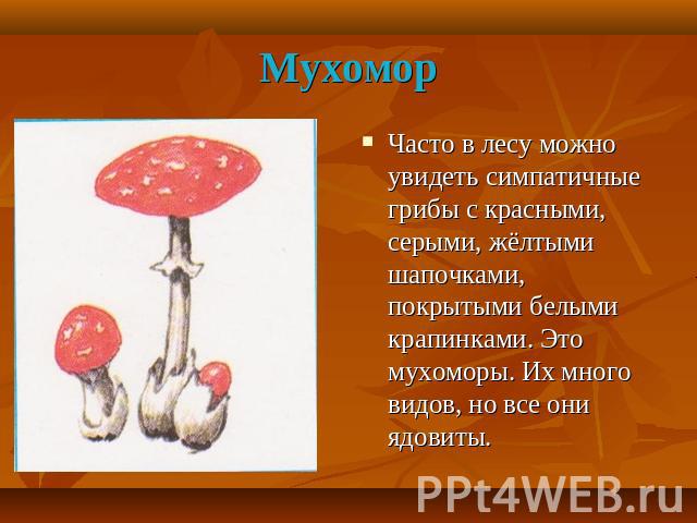 Мухомор Часто в лесу можно увидеть симпатичные грибы с красными, серыми, жёлтыми шапочками, покрытыми белыми крапинками. Это мухоморы. Их много видов, но все они ядовиты.