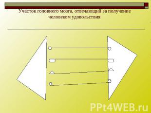 Участок головного мозга, отвечающий за получение человеком удовольствия