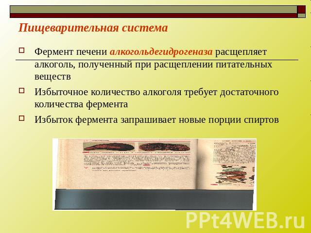 Пищеварительная система Фермент печени алкогольдегидрогеназа расщепляет алкоголь, полученный при расщеплении питательных веществ Избыточное количество алкоголя требует достаточного количества фермента Избыток фермента запрашивает новые порции спиртов