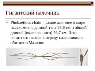 Гигантский палочник Phobaeticus chain – самое длинное в мире насекомое, с длиной