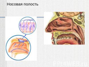 Носовая полость