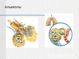 Альвеолы