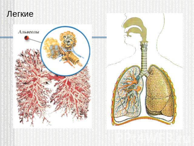 Легкие