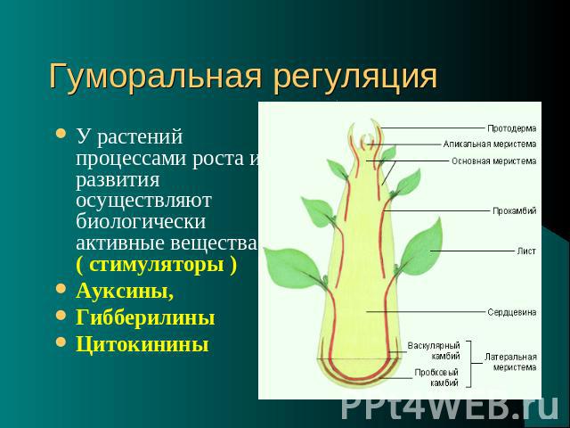 Гуморальная регуляция У растений процессами роста и развития осуществляют биологически активные вещества ( стимуляторы ) Ауксины, Гибберилины Цитокинины