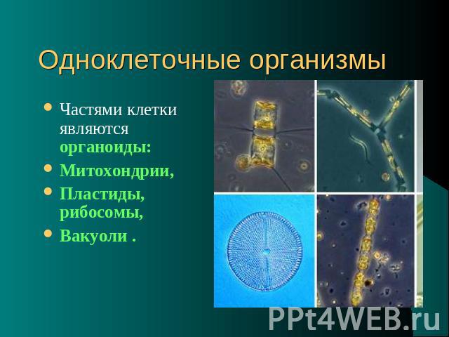 Одноклеточные организмы Частями клетки являются органоиды: Митохондрии, Пластиды, рибосомы, Вакуоли .