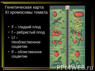 Генетическая карта ХI хромосомы томата F – гладкий плод f – ребристый плод Lf –