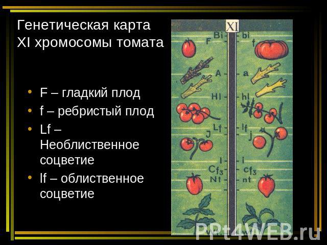 Генетическая карта ХI хромосомы томата F – гладкий плод f – ребристый плод Lf – Необлиственное соцветие lf – облиственное соцветие