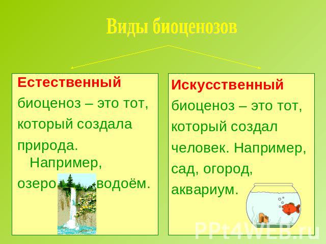 Виды биоценозов Естественный биоценоз – это тот, который создала природа. Например, озеро, лес, водоём.