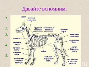 Давайте вспомним: Какие виды скелета у животных вам известны? Назовите отделы вн