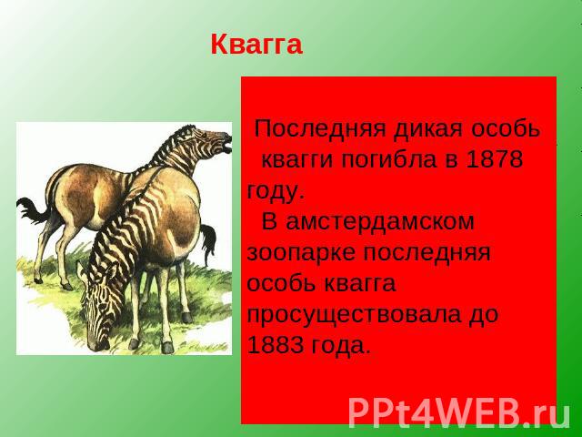 Квагга, обитавшая на юге Африки, была удивительным парнокопытным. Спереди она имела полосатую расцветку, как у зебры, сзади — гнедой окрас лошади. Буры истребляли кваггу ради её прочной шкуры. Квагга — едва ли не единственное из вымерших животных, п…