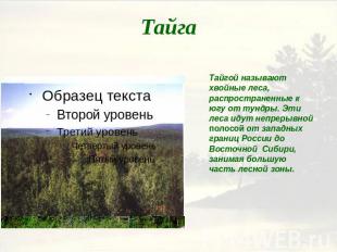ТайгаТайгой называют хвойные леса, распространенные к югу от тундры. Эти леса ид