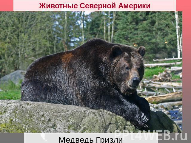 Животные Северной Америки Медведь Гризли