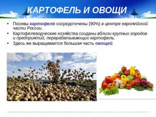 КАРТОФЕЛЬ И ОВОЩИ Посевы картофеля сосредоточены (90%) в центре европейской част