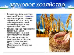 ЗЕРНОВОЕ ХОЗЯЙСТВО Вторая по сбору зерновая культура России – ячмень. Он использ