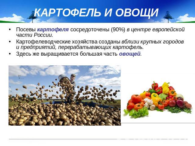 КАРТОФЕЛЬ И ОВОЩИ Посевы картофеля сосредоточены (90%) в центре европейской части России. Картофелеводческие хозяйства созданы вблизи крупных городов и предприятий, перерабатывающих картофель. Здесь же выращивается большая часть овощей.