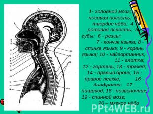 1- головной мозг; 2 - носовая полость; 3 - твердое нёбо; 4 - ротовая полость; 5