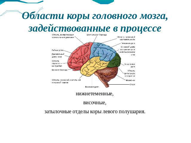 Области коры головного мозга, задействованные в процессе чтения заднелобные, нижнетеменные, височные, затылочные отделы коры левого полушария.