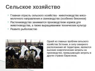 Сельское хозяйство Главная отрасль сельского хозяйства - животноводство мясо-мол