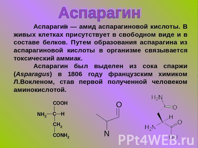 Аспарагин Аспарагин — амид аспарагиновой кислоты. В живых клетках присутствует в свободном виде и в составе белков. Путем образования аспарагина из аспарагиновой кислоты в организме связывается токсический аммиак.Аспарагин был выделен из сока спаржи…