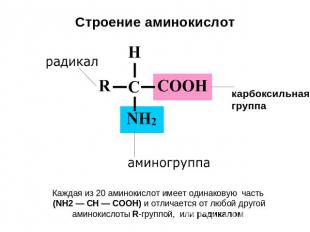 Строение аминокислот карбоксильная группа Каждая из 20 аминокислот имеет одинако