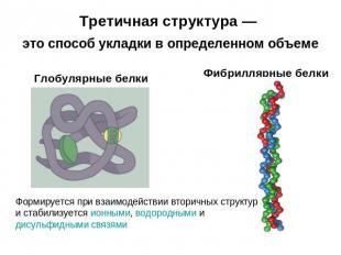 Третичная структура — это способ укладки в определенном объеме Глобулярные белки