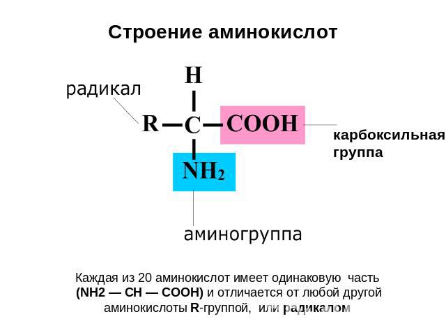 Строение аминокислот карбоксильная группа Каждая из 20 аминокислот имеет одинаковую часть (NH2 — СН — СООН) и отличается от любой другой аминокислоты R-группой, или радикалом