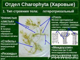 Отдел Charophyta (Харовые) 1. Тип строения тела: гетеротрихальный Членистые «лис