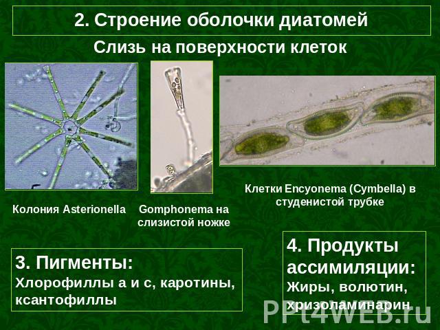2. Строение оболочки диатомей Слизь на поверхности клеток Колония Asterionella Gomphonema на слизистой ножке Клетки Encyonema (Cymbella) в студенистой трубке 3. Пигменты: Хлорофиллы а и с, каротины, ксантофиллы 4. Продукты ассимиляции: Жиры, волютин…