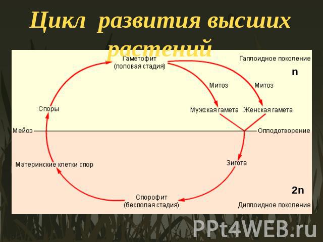 Цикл развития высших растений